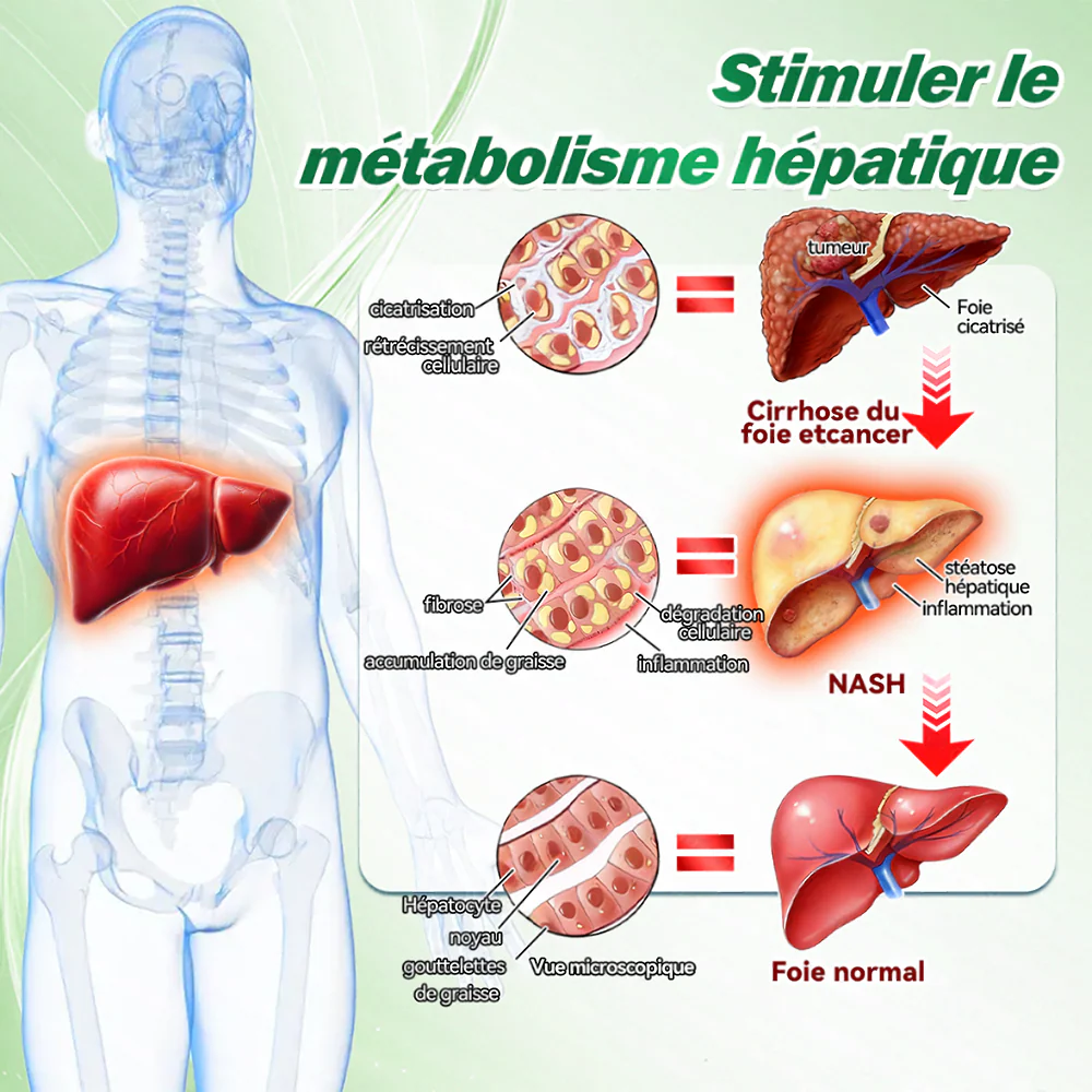 🔥 Nouveauté & Meilleure vente丨Purelora® Moringa Berbérine x NAD+ Patch Nano-Microneedle 10-en-1 Une application par jour, changements visibles dès 7 jours. Pour accompagner la gestion du poids et le bien-être global. - Image 9